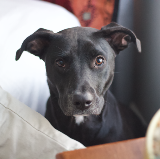 Emmy, CHIEF COMFORT OFFICER