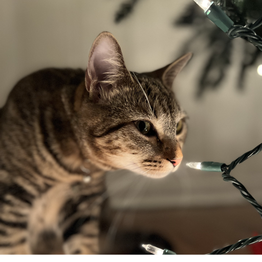 Mango, GUARDIAN SPIRIT